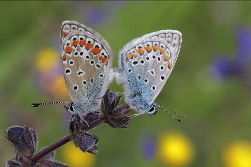 Polyommatus icarus