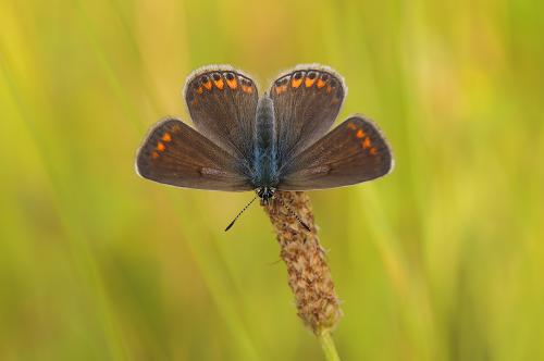 Polyommatus Icarus