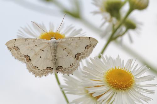 Scopula ornata