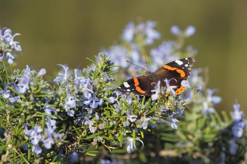 Vanessa atlanta