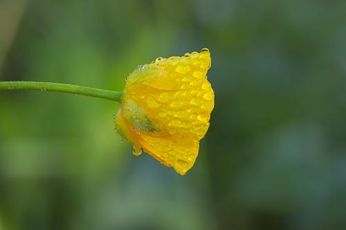 Anemone giallo