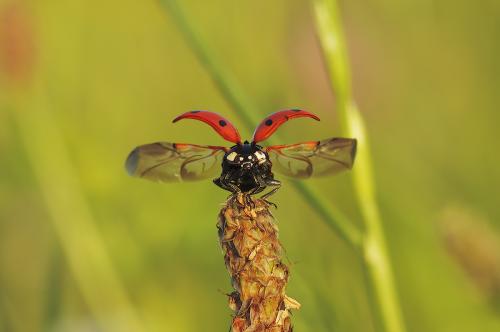 Coccinella involo