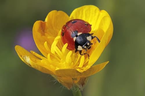 Coccinella su Anemone