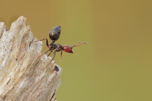 Formica testa rossa