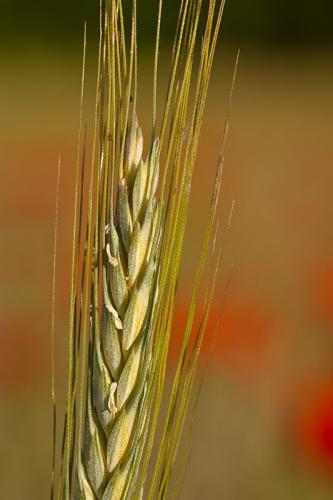 Grano e papaveri