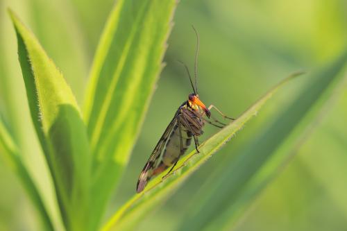 Mosca scorpione