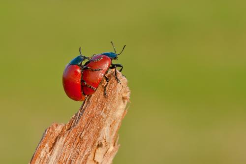 Melasoma populi