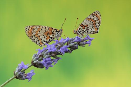 Melitaea