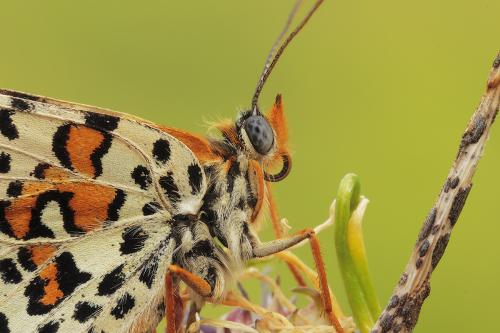 Melitaea dettagio