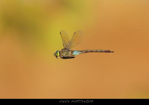 Anax Partenope