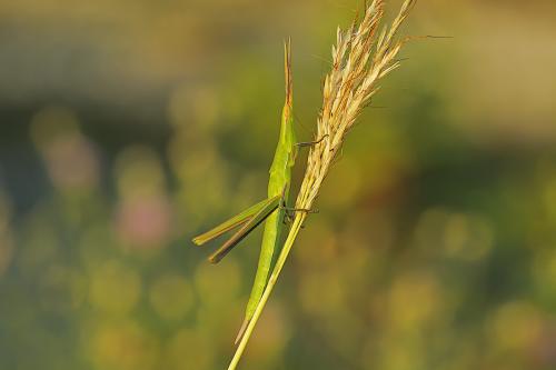 Acrida ungarica