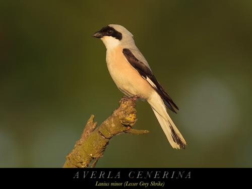 Averla cenerina