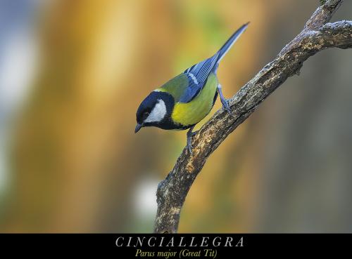 Cinciallegra