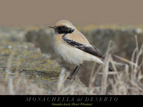 Monachella del deserto