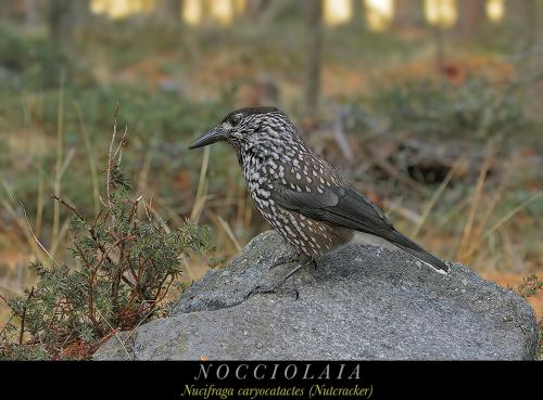 Nocciolaia