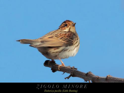 Zigolo minore