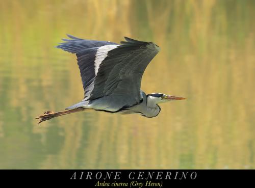 Airone cenerino