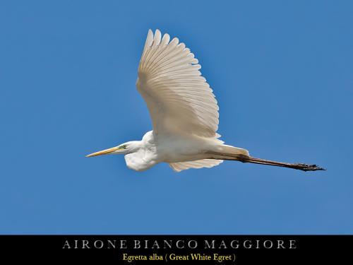 Airone bianco maggiore