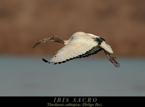 Ibis sacro