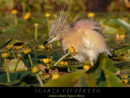 Sgarza ciuffetto