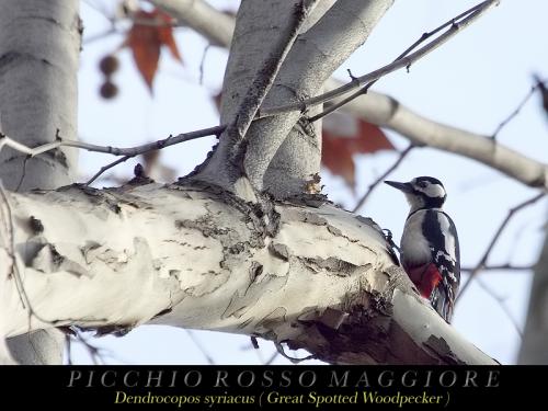 Picchio rosso maggiore