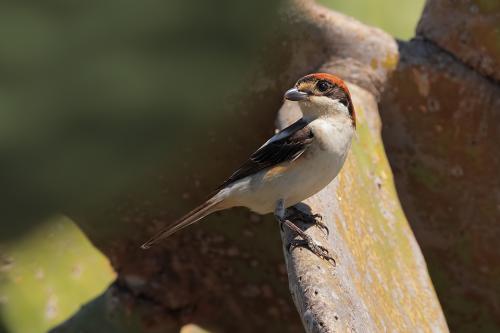 Averla capirossa badius 