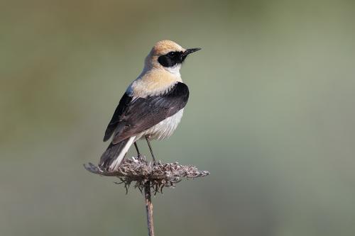 Monachella golachiara melanoleuca