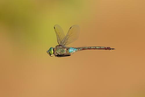 Anax Parthenope