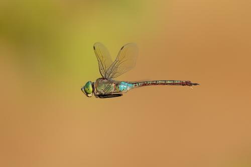 Anax Parthenope