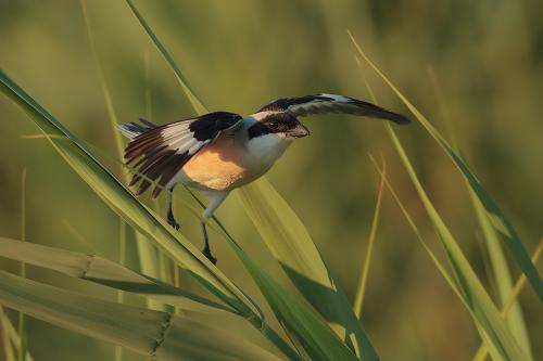 Averla cenerina