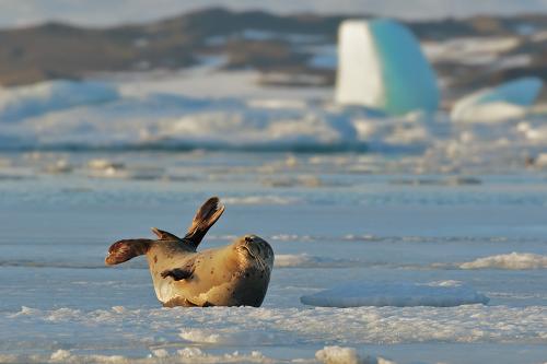 Jökulsárlón 