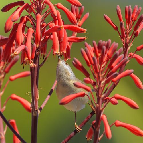 Sterpazzolina su Aloe