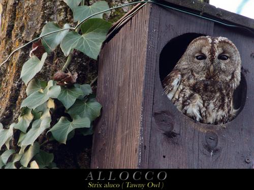 Allocco