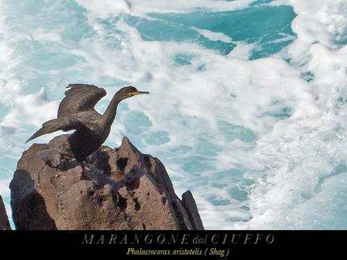 Marangone dal ciuffo